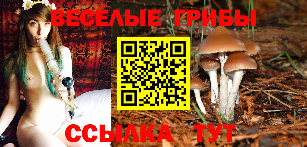 Псилоцибиновые грибы GOLDEN TEACHER  Галлюциногенные грибы Psilocybine cubensis  купить наркотики сайты  Вход с VPN  Избербаш 