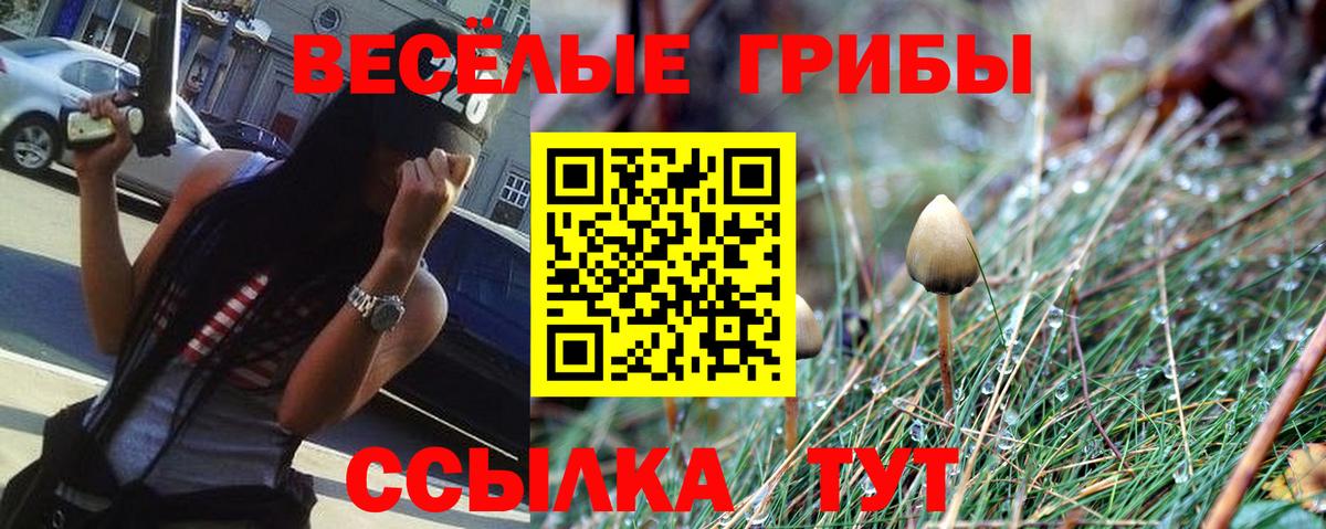 Галлюциногенные грибы Psilocybine cubensis  Избербаш  Псилоцибиновые грибы GOLDEN TEACHER 